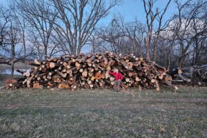 Firewood
