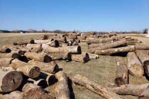 Firewood