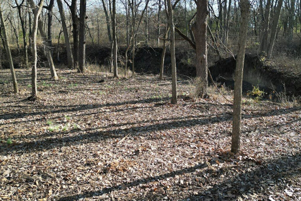 Forestry Mulching for Hunting