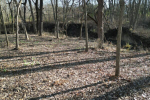 Forestry Mulching for Hunting