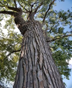Identifying Hardwood Trees